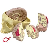 1019542 - Model craniu cu creier, modele anatomice, material didactic