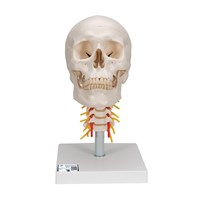 A20/1 - Craniu uman montat pe coloana vertebrala (4 parti), modele anatomice, material didactic