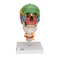 A20/2 - Craniu uman didactic montat pe coloana vertebrala (4 parti), modele anatomice, material didactic