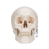 A20/9 - Craniu uman clasic cu creier (8 parti), modele anatomice, material didactic