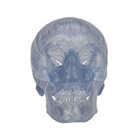 A20/T - Craniu uman transparent (3 parti), modele anatomice, material didactic