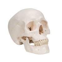 A20 - Craniu uman clasic (3 parti), modele anatomice, material didactic