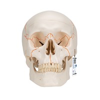 A21 - Craniu uman clasic cu suturi evidentiate, modele anatomice, material didactic
