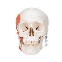 A24 - Craniu uman cu muschi masticatori (2 parti), modele anatomice, material didactic