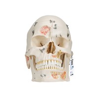 A27 - Craniu deluxe pentru studiul complex al craniului si dintilor (10 parti), modele anatomice, material didactic