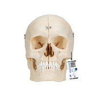 A281 - Craniu uman realizat din material similar osului uman, modele anatomice, material didactic