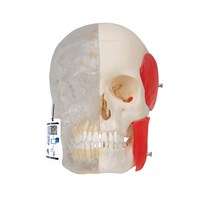 A282 - Craniu uman realizat din material similar osului uman - jumatate transparent, modele anatomice, material didactic