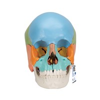 A291 - Craniu Beauchene colorat didactic (22 parti), modele anatomice, material didactic