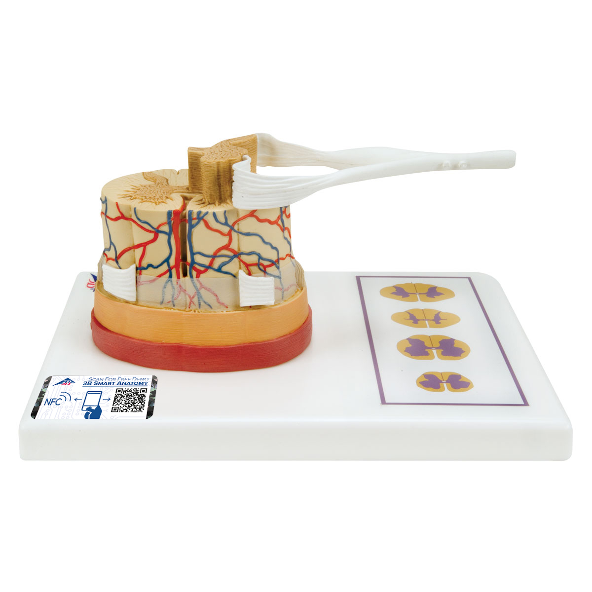 Model pentru studiul maduvei spinarii, material didactic biologie