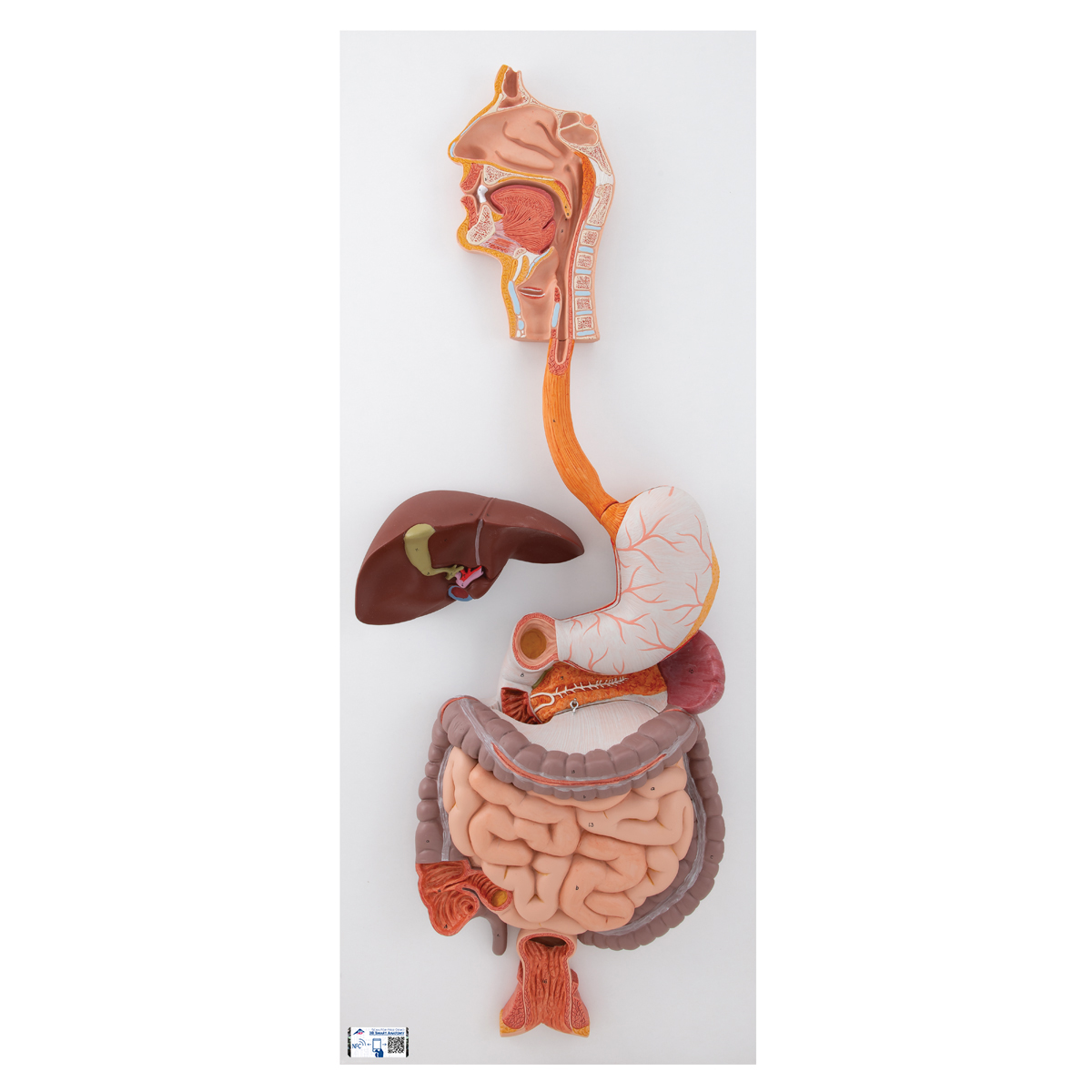 Sistem digestiv uman, material didactic biologie