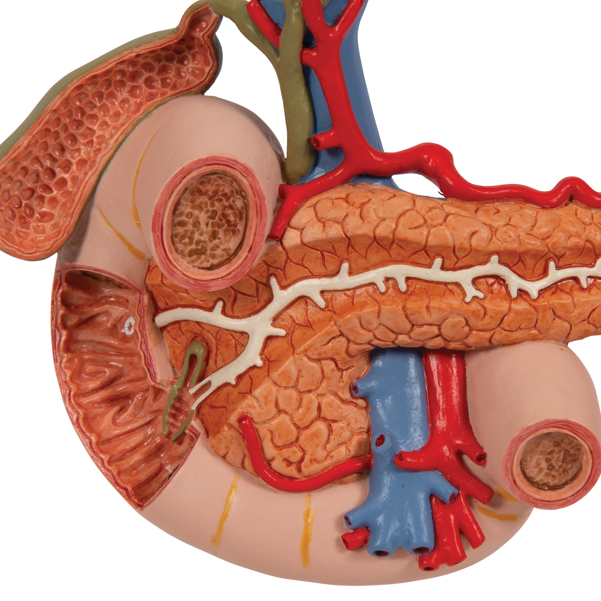 Rinichi cu organe ale abdomenului superior, material didactic biologie
