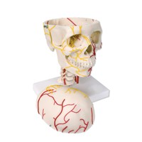 W19018 - Craniu uman cu vizualizare neurovasculara, modele anatomice, material didactic